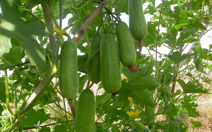 bí đao